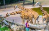 Warto odwiedzić brneńskie zoo