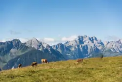 Krowy na pastwisku, Chalets & Glamping Nassfeld by ALPS RESORTS, Kötschach, Austria