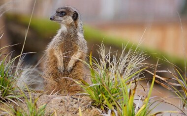 Niemcy: Norymberga z całodniowym biletem do ogrodu zoologicznego z 300 gatunkami zwierząt + pobyt w hotelu