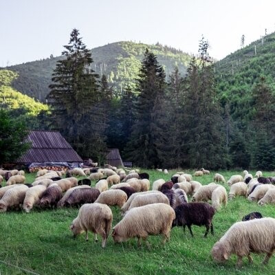 Czerwienne
