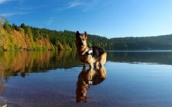 Wakacje nad wodą z psem