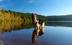 Wakacje nad wodą z psem