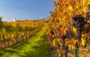 Wino, Morawy Południowe