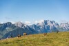 Krowy na pastwisku, Chalets & Glamping Nassfeld by ALPS RESORTS, Kötschach, Austria