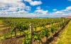 Velké Bílovice, Morawy Południowe, wino