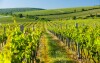 Winnice na południowych Morawach