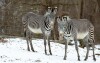 Warto odwiedzić brneńskie zoo