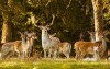 Wildpark Ortenburg ze zwierzętami