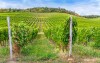 Region winiarski Tokaj