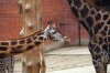 ZOO Liberec, Góry Izerskie