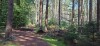 Przyroda w okolicy, las Sachsenwald