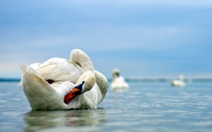 Jezioro Velence