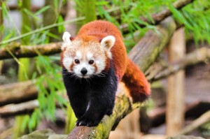 ZOO Ostrawa