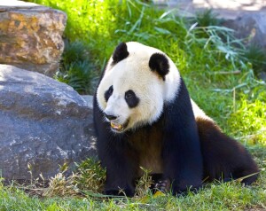 Zoo i akwarium w Berlinie