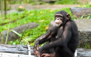 ZOO i ogród botaniczny w Kolonii
