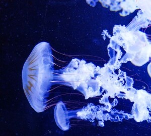 Świat meduz