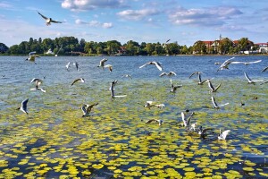 Jezioro Drwęca
