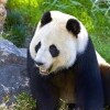 Zoo i akwarium w Berlinie