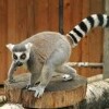 Zoo Spišská Nowa wieś