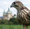 Wydajność sokolników Aquila