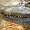 Zoo krokodyli Protivín