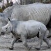 Zoo w Salzburgu
