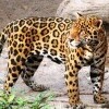 ZOO Bratysława