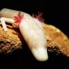 Vivarium Postojna