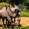 Ogród Zoologiczny i Botaniczny Pilzno