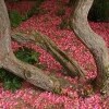 Arboretum Kámoni