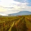 Region winiarski Badacsony