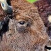 Zoopark i Muzeum Afrykańskie Holčovice