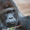 Zoo Praga