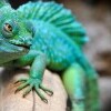 Zoo i Park dinozaurów w Veszprém