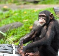 ZOO i ogród botaniczny w Kolonii