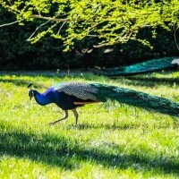 Arboretum Szarvasi