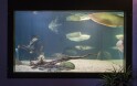 Pokój z wanną z hydromasażem i akwarium, Pensjonat Baska Voda, Beskidy